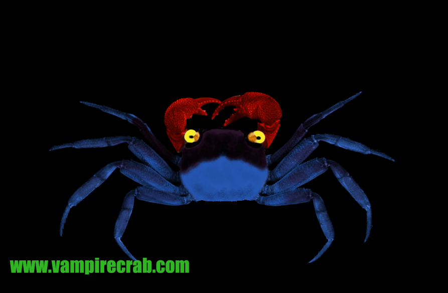 Geosesarma sp. Red Claw